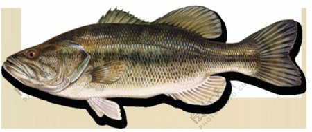 侧面鱼类图片免抠png透明图层素材