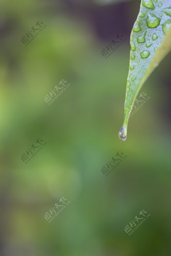 叶子上的水滴图片