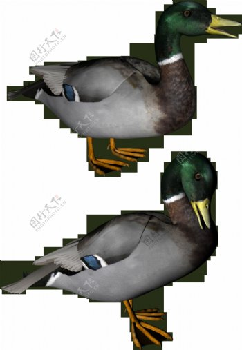 两只鸭子图片免抠png透明图层素材
