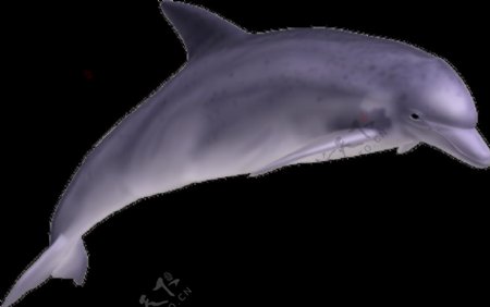 在游动的海豚图片免抠png透明图层素材