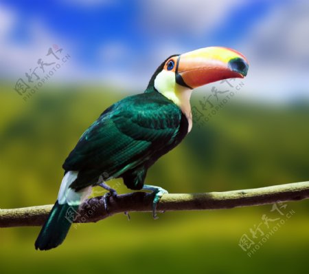彩色的琢木鸟图片