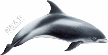 银灰色大海豚图片免抠png透明图层素材