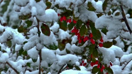 树枝积雪视频素材