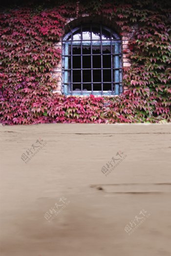 爬山虎植物与铁窗影楼摄影背景图片