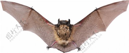 棕色展翅飞翔的蝙蝠免抠png透明图层素材