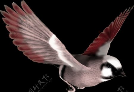 展翅翱翔的鸟图片免抠png透明图层素材