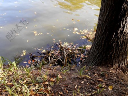 树河流地面秋季植物鞋底根