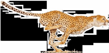 快速跑步的豹子图片免抠png透明图层素材