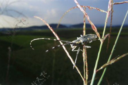 高清昆虫摄影图片