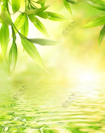阳光下的绿叶和水图片