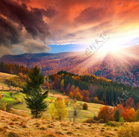 阳光下秋天的森林图片