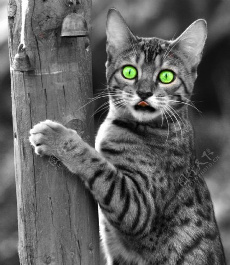 绿眼睛的小猫图片