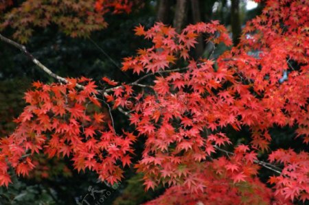 秋天的红色枫叶