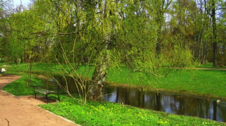 小溪旁的绿色草地与树木图片