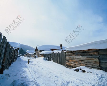 冬季村庄小路上的动物图片