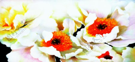 花朵照片