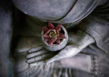 佛祖手中的莲花
