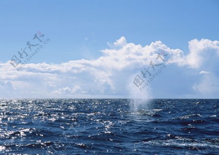 大海鲸鱼图片