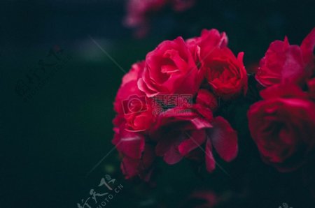 鲜花玫瑰