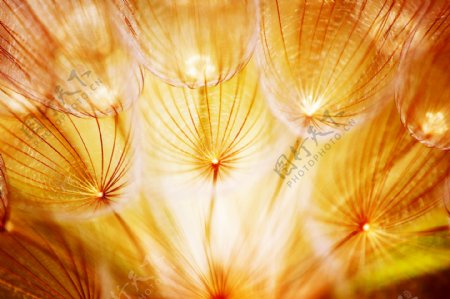 美丽的蒲公英植物特写高清图片