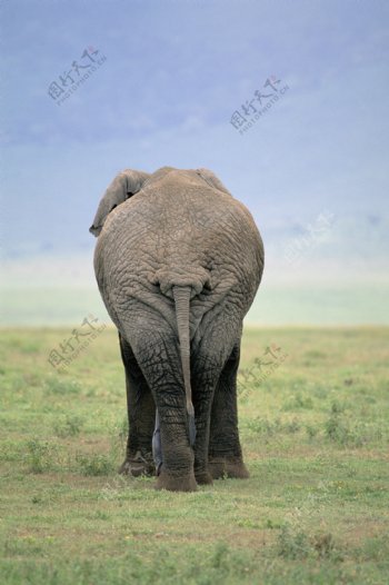 非洲大象背面图片