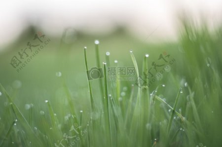 草微距摄影与水在白天滴