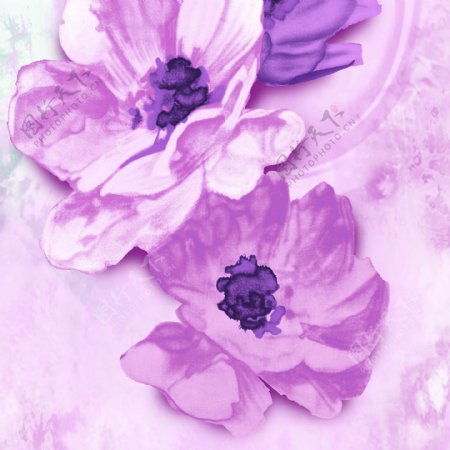 紫色花朵装饰画