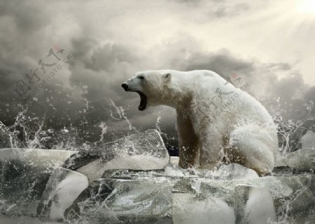 冰块北极熊摄影素材图片