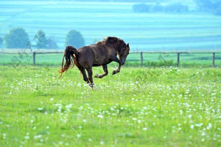 草地奔跑的骏马图片