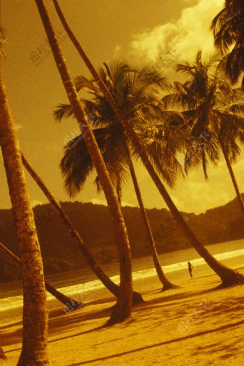 海边高大的椰子树图片