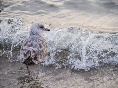 海鸟水波浪海鸥