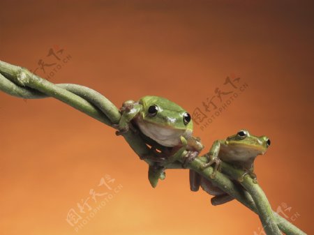 趴在树枝上的两只小青蛙图片