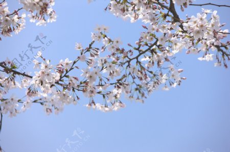 蓝天下的樱花树枝图片