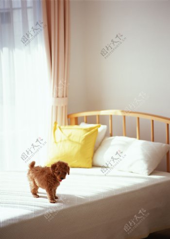 在床上的小狗图片