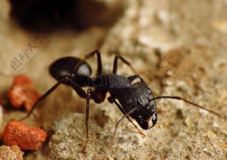 蚂蚁RAYNOX镜头