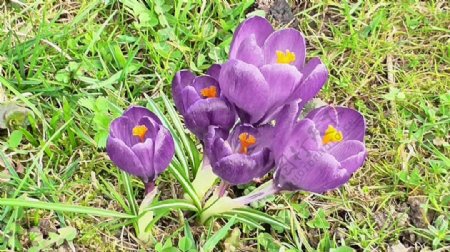 紫色花朵草地视频