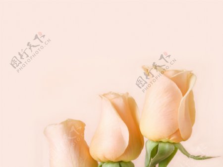 玫瑰花鲜花背景图片