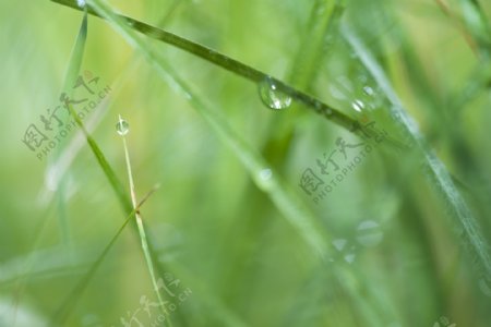 草上的水滴摄影素材图片