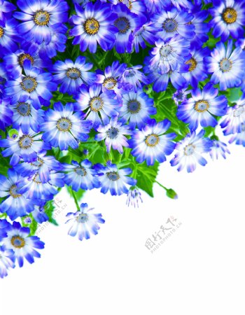 美丽蓝色鲜花图片