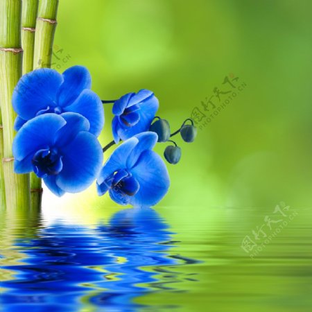 富贵竹与蓝色花朵图片