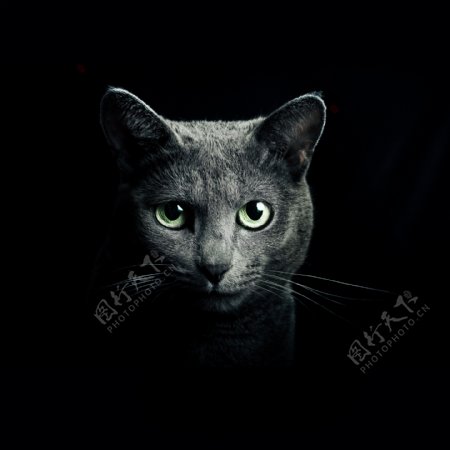 黑色猫咪摄影图片