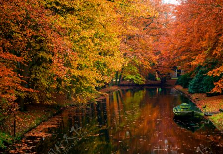 秋季红叶树木美景图片