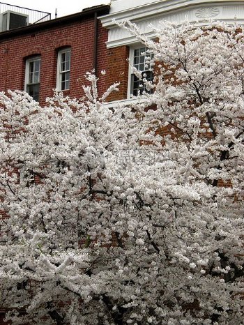 雪花般盛开的樱花