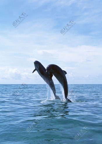 海面上的两只海豚摄影图片