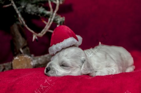 戴着圣诞帽正在睡觉的小狗图片