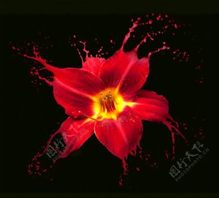 红色花朵与动感喷溅图片