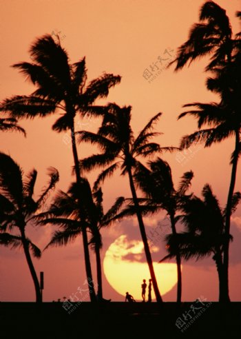 椰树下看日落人物图片