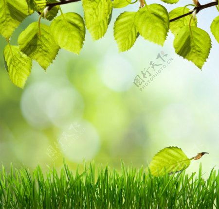 植物绿色背景图片