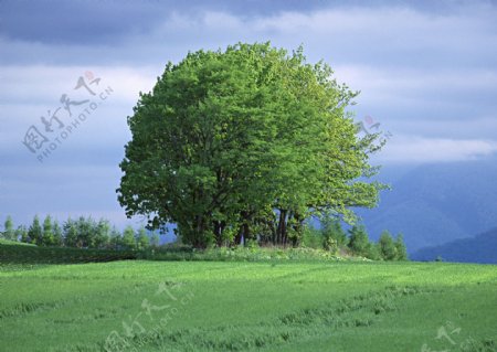 草原上的一颗树图片