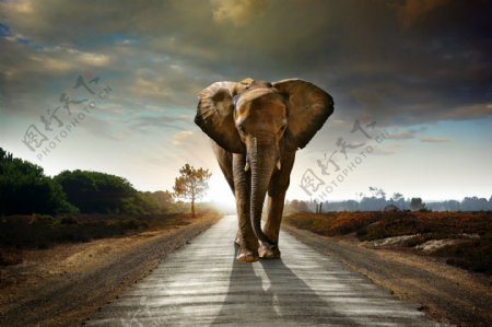 公路上的大象摄影图片